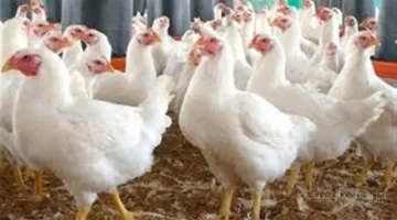 قفزة جديدة.. أسعار الفراخ البيضاء اليوم الخميس تسجل رقمًا غير متوقع في البورصة 1